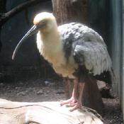 Buff-necked Ibis